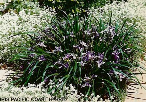 Iris 'Pacific Coast Hybrid'